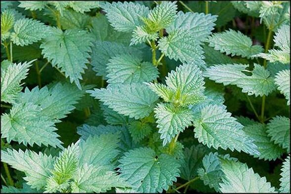 Nettle - a folk remedy that improves the sexual function of men